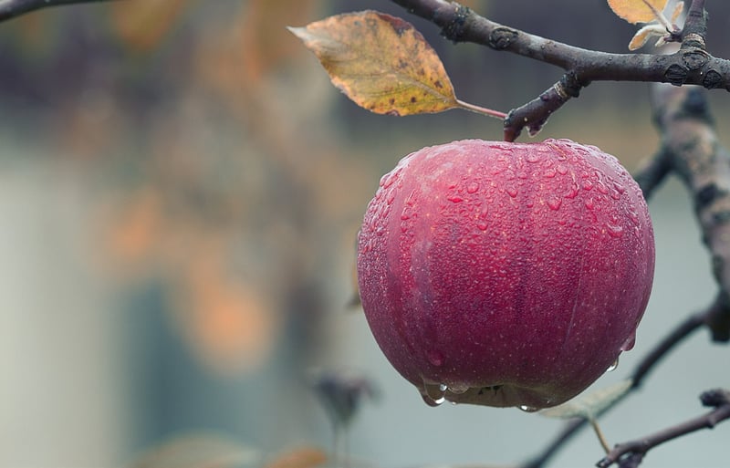 Variety of Fruits